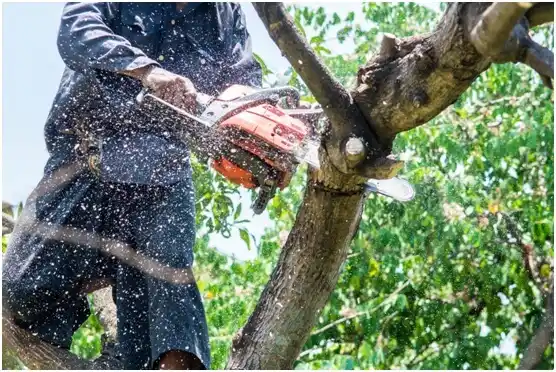 tree services Sullivan's Island